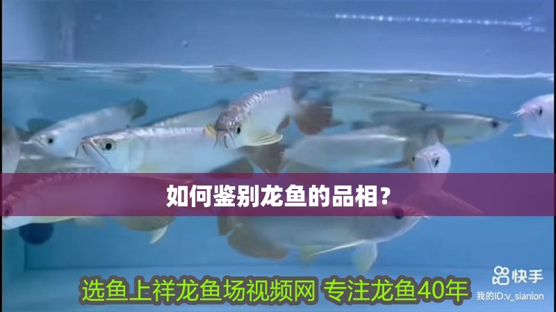 如何鑒別龍魚的品相？