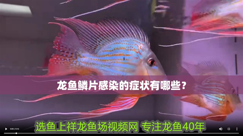 龍魚鱗片感染的癥狀有哪些？