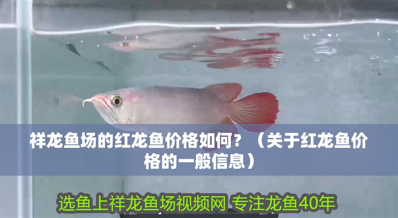 祥龍魚場的紅龍魚價格如何？（關于紅龍魚價格的一般信息）
