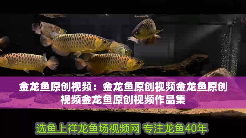 金龍魚原創視頻：金龍魚原創視頻金龍魚原創視頻金龍魚原創視頻作品集