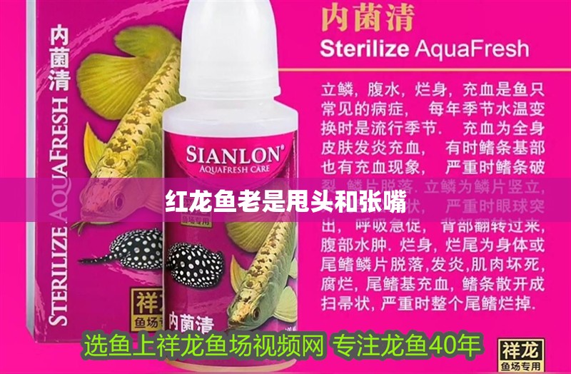 紅龍魚老是甩頭和張嘴