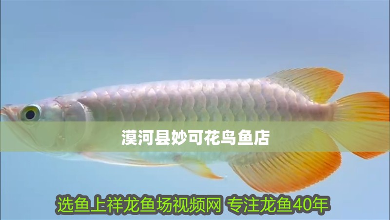 鸚鵡魚和銀龍魚混養(yǎng)怎樣喂食 漠河縣妙可花鳥魚店 全國水族館企業(yè)名錄 漠河縣妙可花鳥魚店 漠河縣妙可花鳥魚店 全國水族館企業(yè)名錄