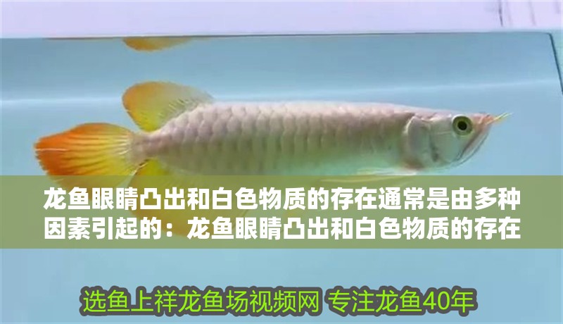龍魚眼睛凸出和白色物質的存在通常是由多種因素引起的：龍魚眼睛凸出和白色物質的存在