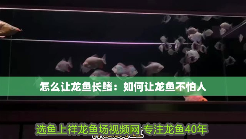怎么讓龍魚長鰭：如何讓龍魚不怕人