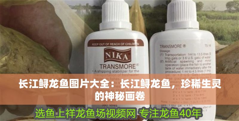 長江鱘龍魚圖片大全：長江鱘龍魚，珍稀生靈的神秘畫卷