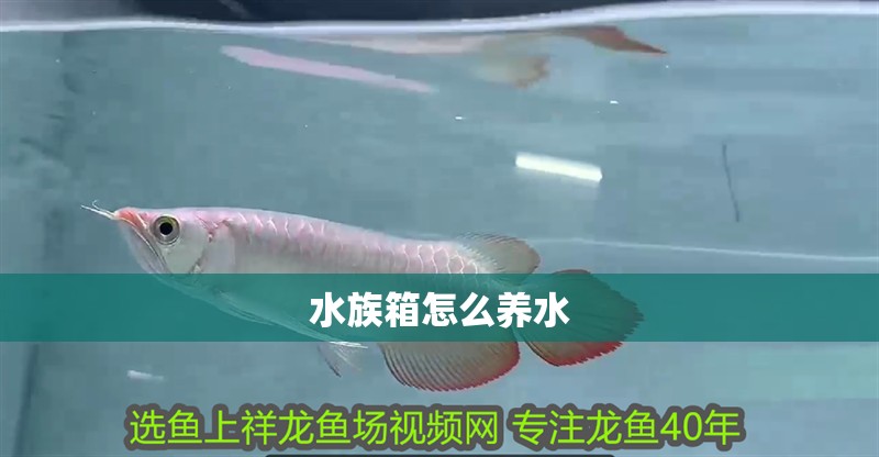 水族箱怎么養水