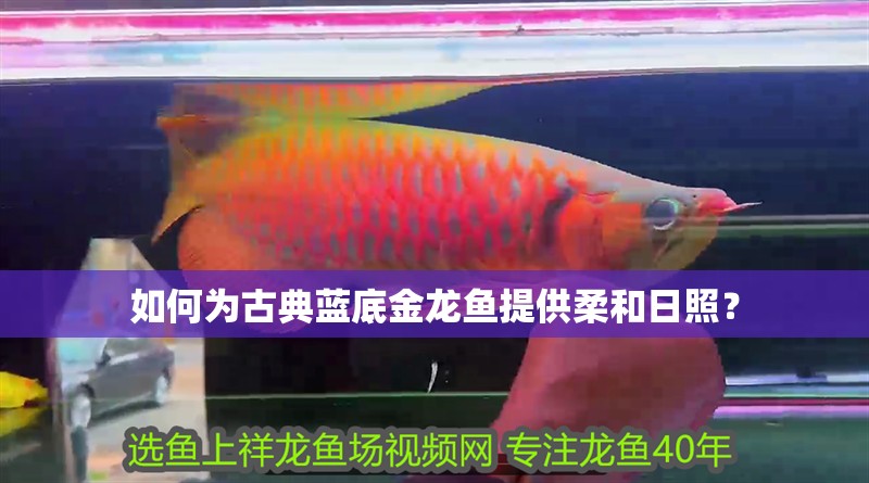 如何為古典藍底金龍魚提供柔和日照？