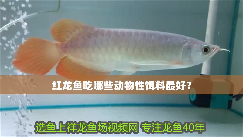 紅龍魚吃哪些動物性餌料最好？