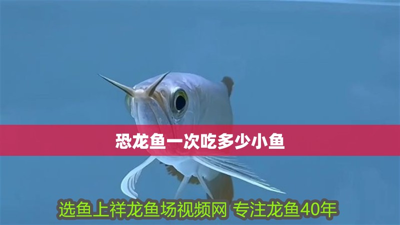 恐龍魚一次吃多少小魚