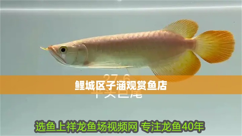 鯉城區子涵觀賞魚店