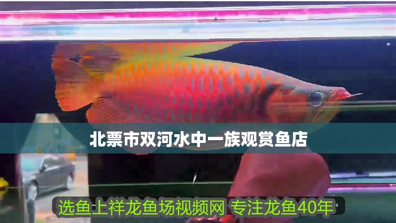 北票市雙河水中一族觀賞魚店