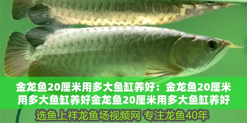 金龍魚20厘米用多大魚缸養好：金龍魚20厘米用多大魚缸養好金龍魚20厘米用多大魚缸養好
