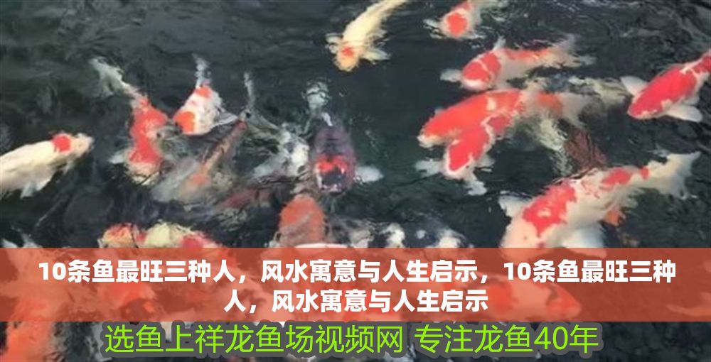 10條魚最旺三種人，風水寓意與人生啟示，10條魚最旺三種人，風水寓意與人生啟示 10條魚最旺三種人，風水寓意與人生啟示，10條魚最旺三種人，風水寓意與人生啟示 龍魚百科 第1張