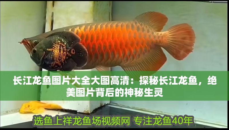 長江龍魚圖片大全大圖高清：探秘長江龍魚，絕美圖片背后的神秘生靈