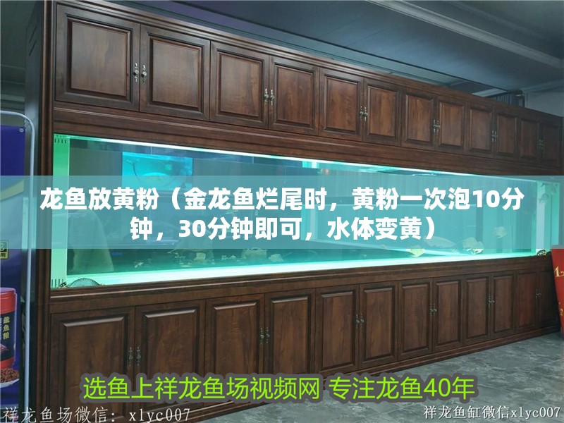 龍魚放黃粉（金龍魚爛尾時，黃粉一次泡10分鐘，30分鐘即可，水體變黃）