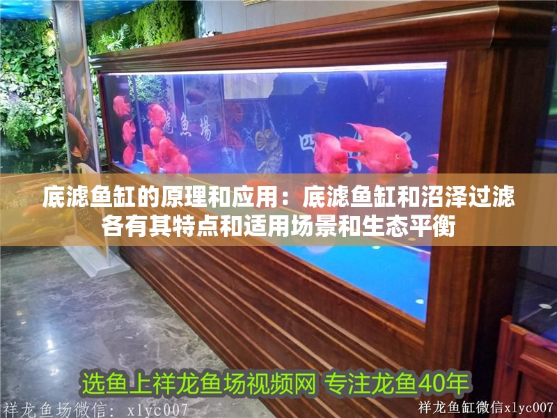 底濾魚缸的原理和應用：底濾魚缸和沼澤過濾各有其特點和適用場景和生態平衡
