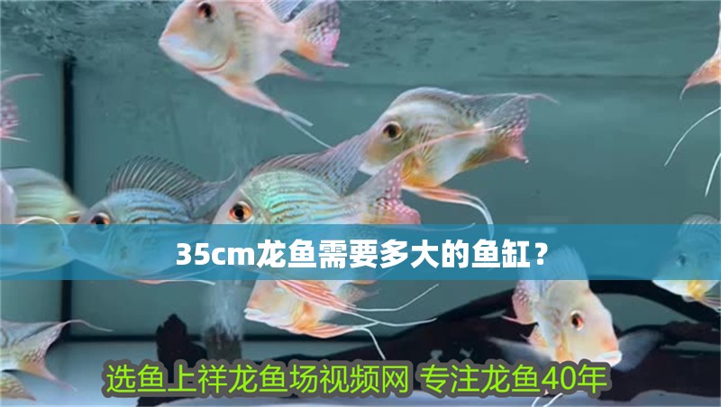 35cm龍魚需要多大的魚缸？