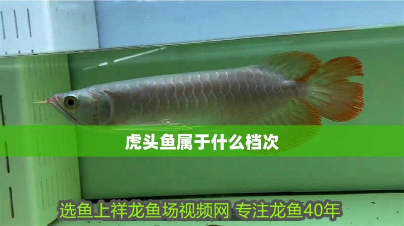 虎頭魚屬于什么檔次