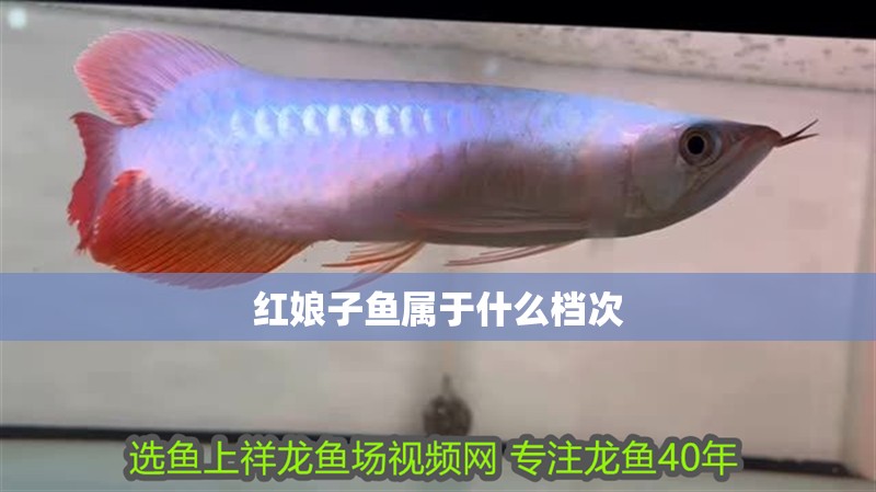 紅娘子魚屬于什么檔次