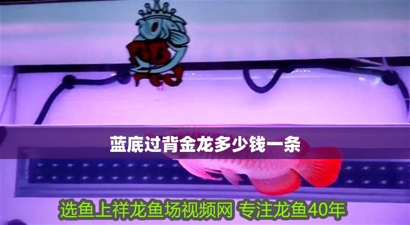 藍底過背金龍多少錢一條