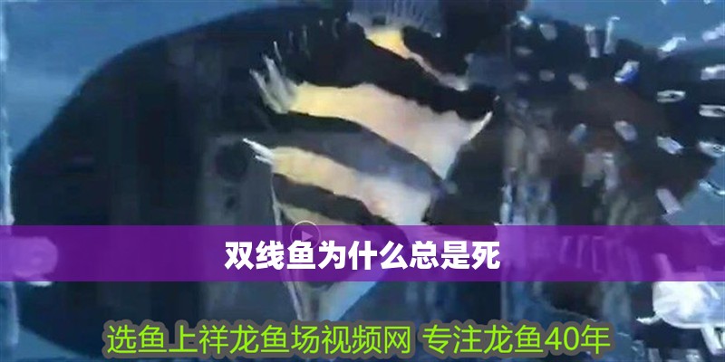 雙線魚為什么總是死