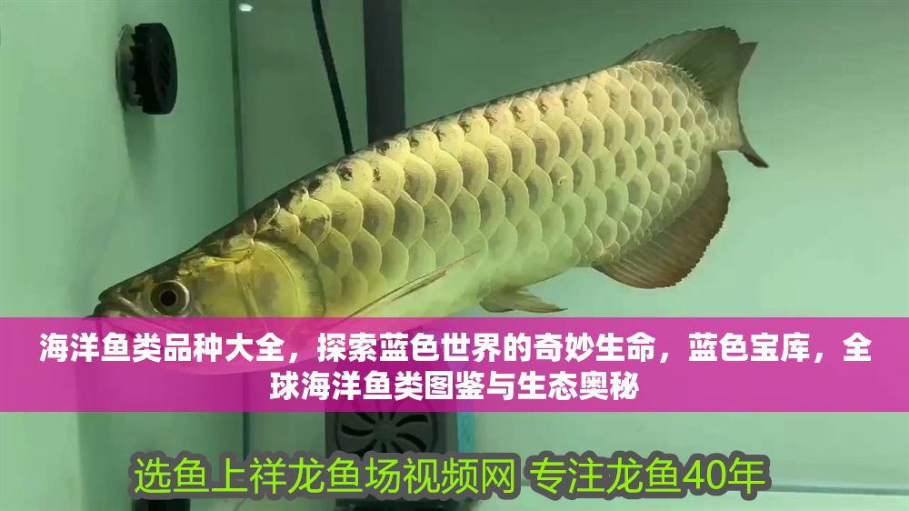 海洋魚類品種大全，探索藍色世界的奇妙生命，藍色寶庫，全球海洋魚類圖鑒與生態奧秘