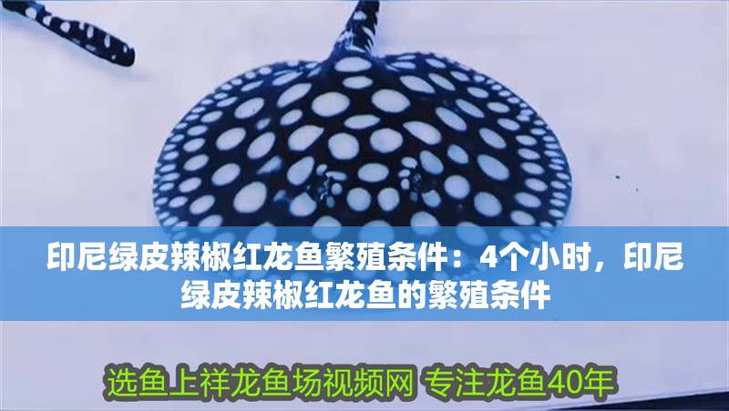印尼綠皮辣椒紅龍魚(yú)繁殖條件：4個(gè)小時(shí)，印尼綠皮辣椒紅龍魚(yú)的繁殖條件