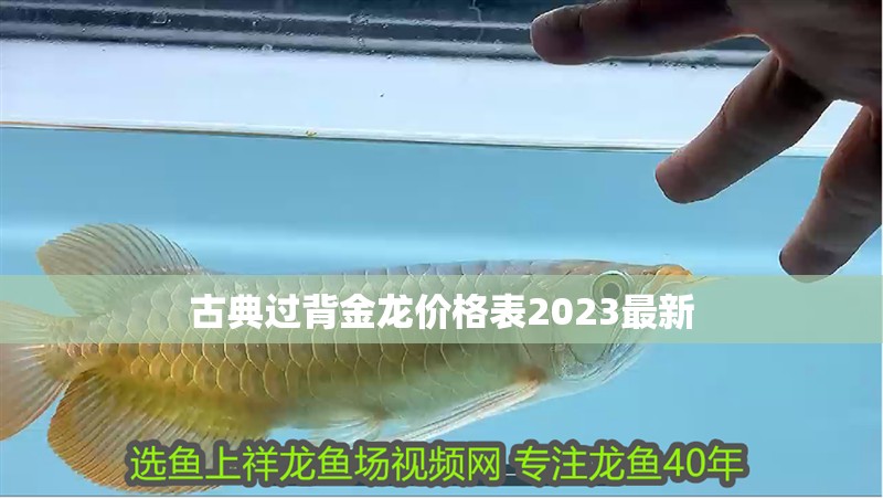 古典過背金龍價格表2023最新