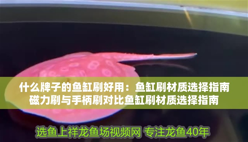 什么牌子的魚缸刷好用：魚缸刷材質選擇指南磁力刷與手柄刷對比魚缸刷材質選擇指南