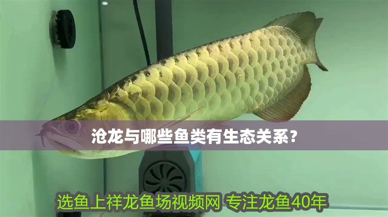 滄龍與哪些魚類有生態關系？