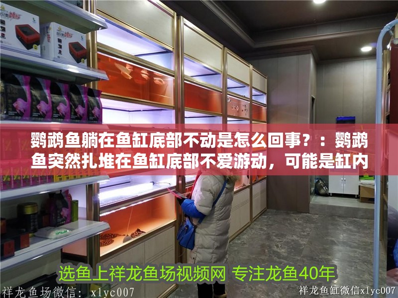 鸚鵡魚躺在魚缸底部不動是怎么回事？：鸚鵡魚突然扎堆在魚缸底部不愛游動，可能是缸內缺氧造成的