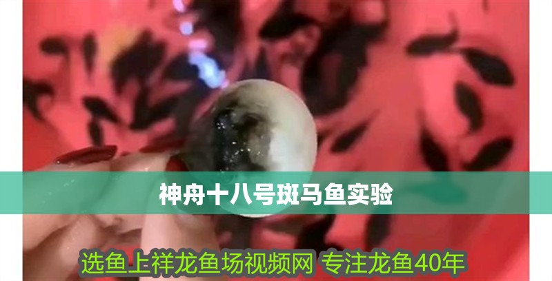 神舟十八號斑馬魚實驗