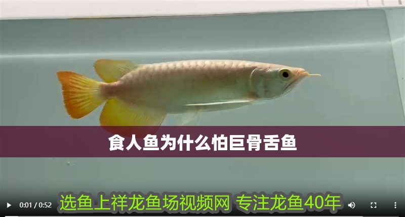 食人魚為什么怕巨骨舌魚