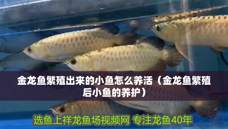 金龍魚繁殖出來的小魚怎么養活（金龍魚繁殖后小魚的養護）