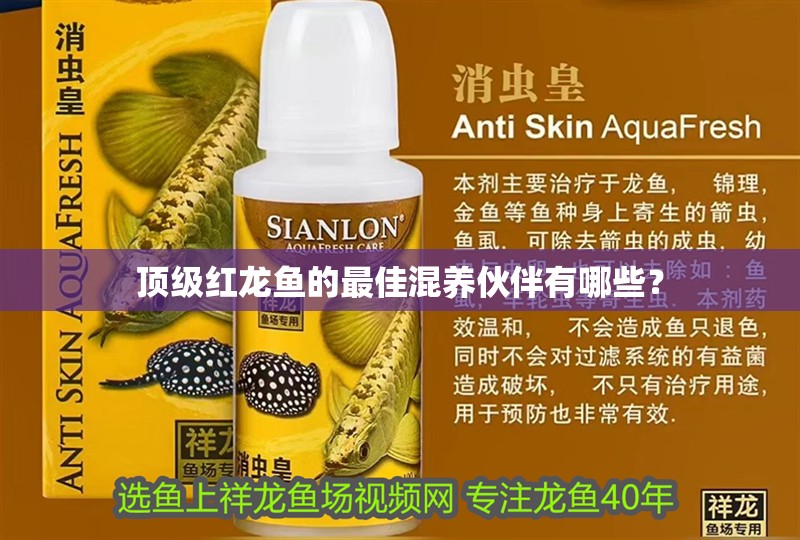 頂級紅龍魚的最佳混養伙伴有哪些？