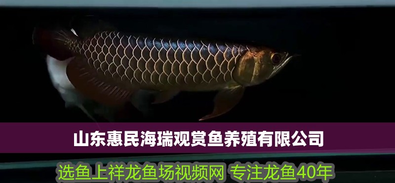 山東惠民海瑞觀賞魚養(yǎng)殖有限公司