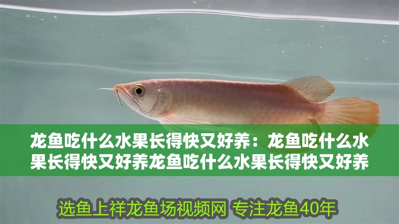 龍魚吃什么水果長得快又好養：龍魚吃什么水果長得快又好養龍魚吃什么水果長得快又好養