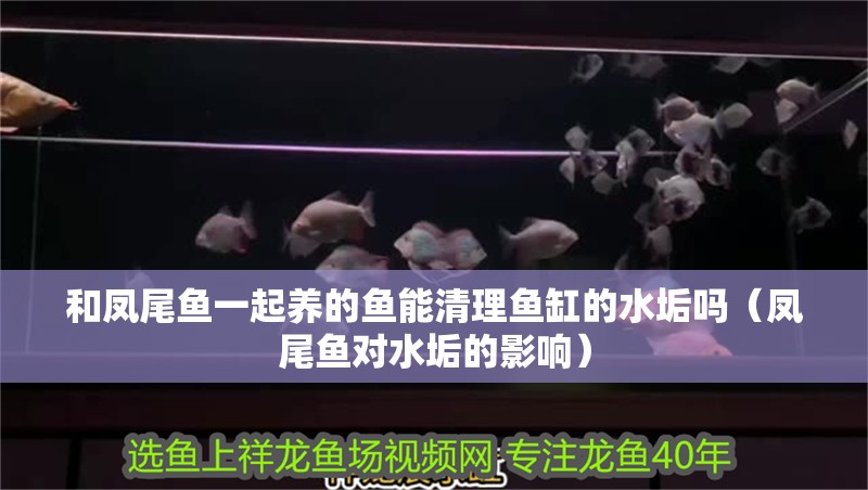 和鳳尾魚一起養(yǎng)的魚能清理魚缸的水垢嗎（鳳尾魚對(duì)水垢的影響）