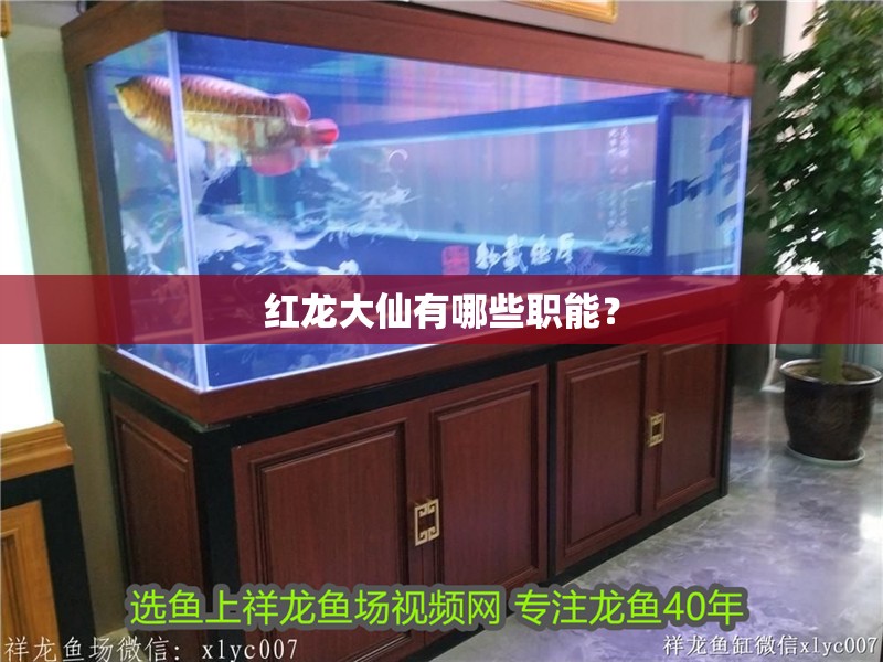 紅龍大仙有哪些職能？