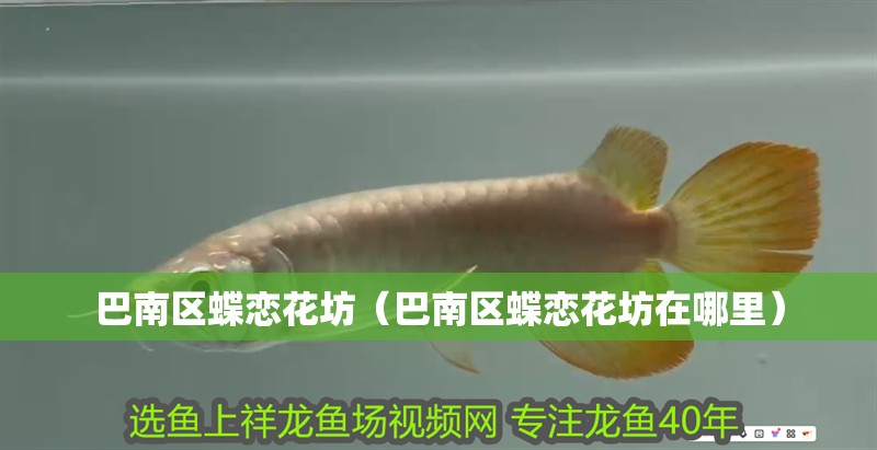 巴南區(qū)蝶戀花坊（巴南區(qū)蝶戀花坊在哪里）