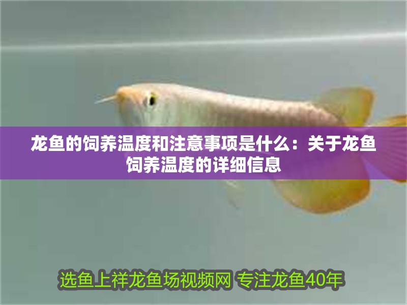 龍魚的飼養(yǎng)溫度和注意事項(xiàng)是什么：關(guān)于龍魚飼養(yǎng)溫度的詳細(xì)信息