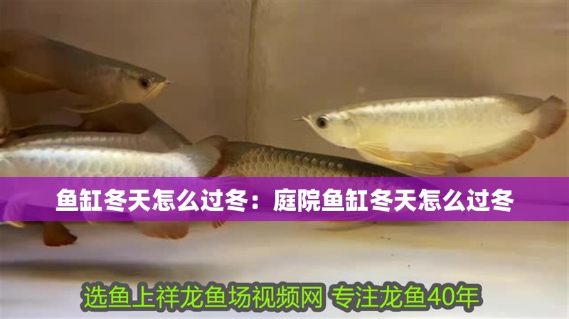 魚缸冬天怎么過冬：庭院魚缸冬天怎么過冬