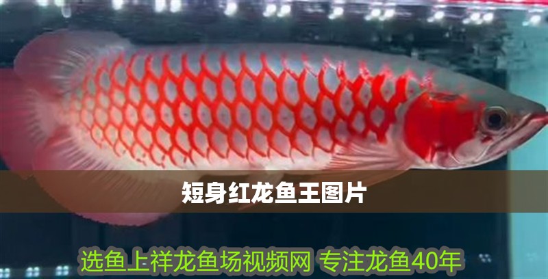 短身紅龍魚王圖片