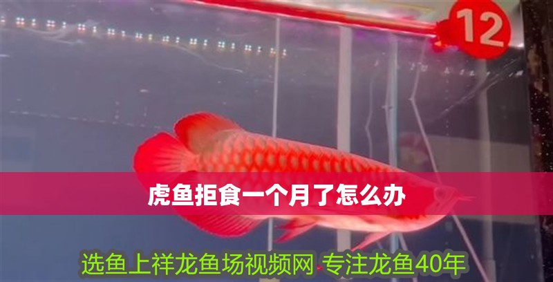 虎魚拒食一個月了怎么辦