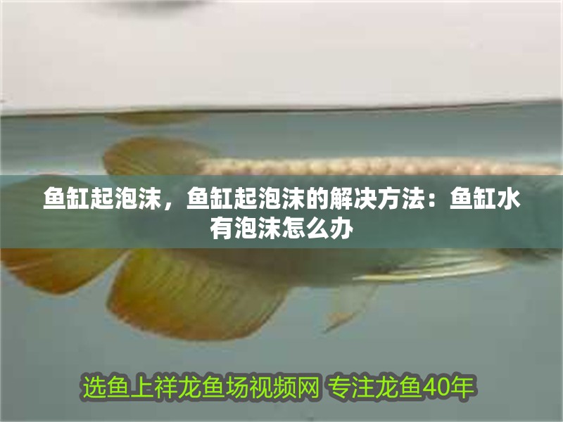 魚缸起泡沫，魚缸起泡沫的解決方法：魚缸水有泡沫怎么辦