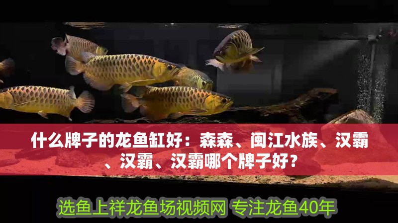 什么牌子的龍魚缸好：森森、閩江水族、漢霸、漢霸、漢霸哪個牌子好？