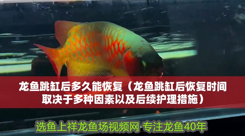 龍魚跳缸后多久能恢復（龍魚跳缸后恢復時間取決于多種因素以及后續護理措施）
