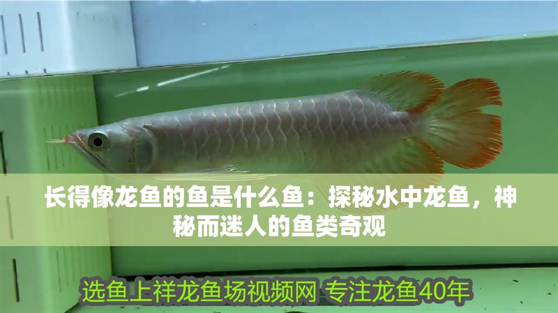 長得像龍魚的魚是什么魚：探秘水中龍魚，神秘而迷人的魚類奇觀