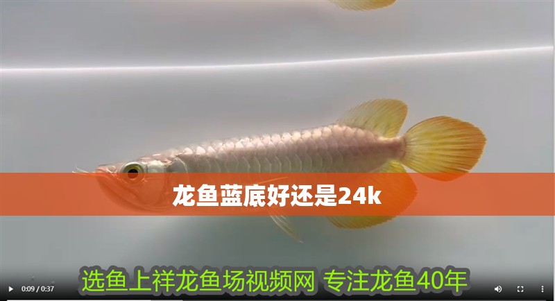 龍魚藍底好還是24k