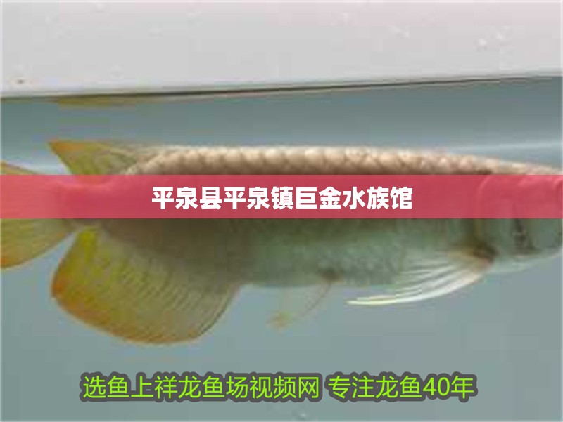 <strong><mark>平泉</mark></strong>縣<strong><mark>平泉</mark></strong>鎮巨金水族館